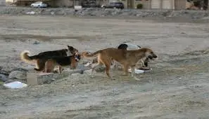 انتشار الكلاب الشاردة والحيوانات الضالة في حي الوعر بحمص