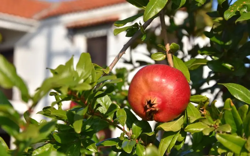 مديرية زراعة دمشق وريفها تتعاون مع منظمة أمل لدعم زراعة الأشجار المثمرة في دوما