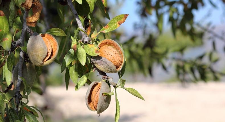 وزارة الزراعة تبدأ تقييم أضرار صقيع آذار على محصول اللوز في حمص