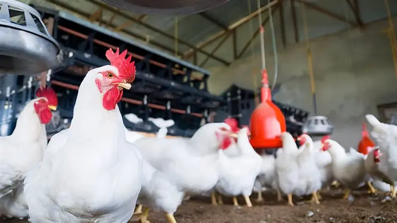 الهيئة العامة للجمارك تمدد استيراد مستلزمات الدواجن حتى نهاية أبريل 2026