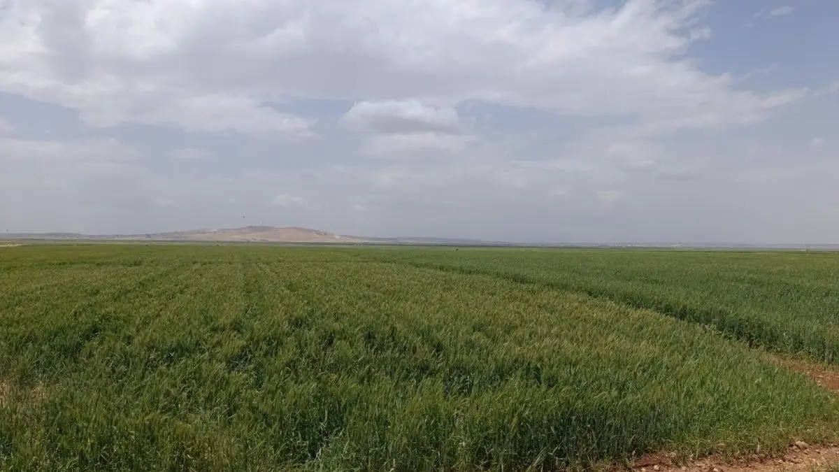 إنتاج زراعي وفير في ريف حلب الجنوبي رغم التحديات المستمرة