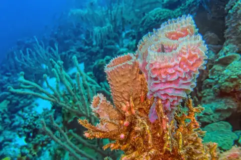 دراسة علمية: الإسفنجيات ظهرت على الأرض قبل 615 مليون سنة