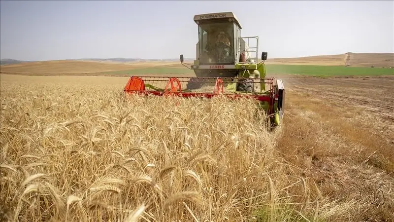 مديرية الزراعة بريف دمشق تنسق لتأمين مستلزمات إنتاج القمح ضمن مشروع القرض الحسن